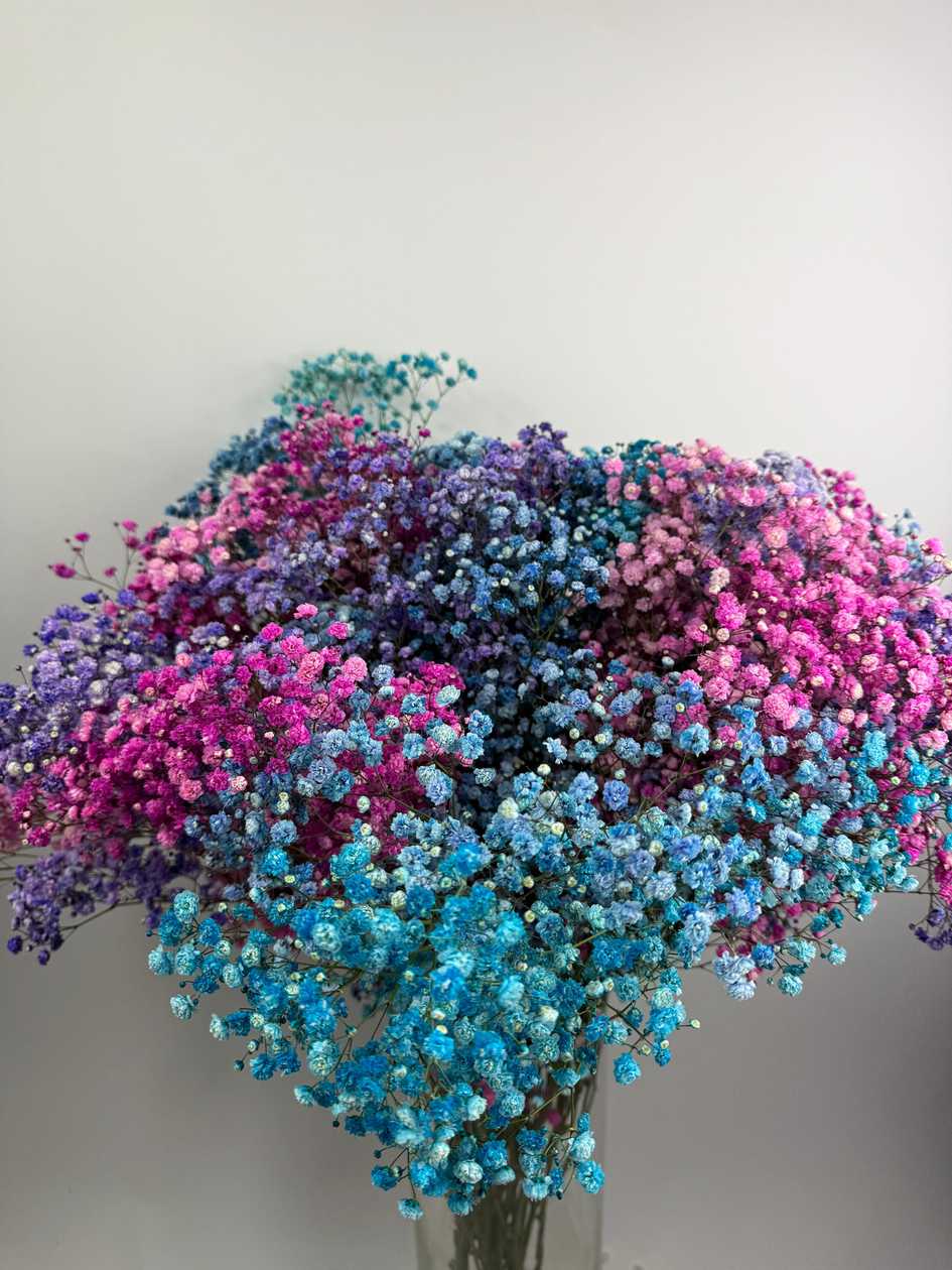 Colorful Gypsophila GB