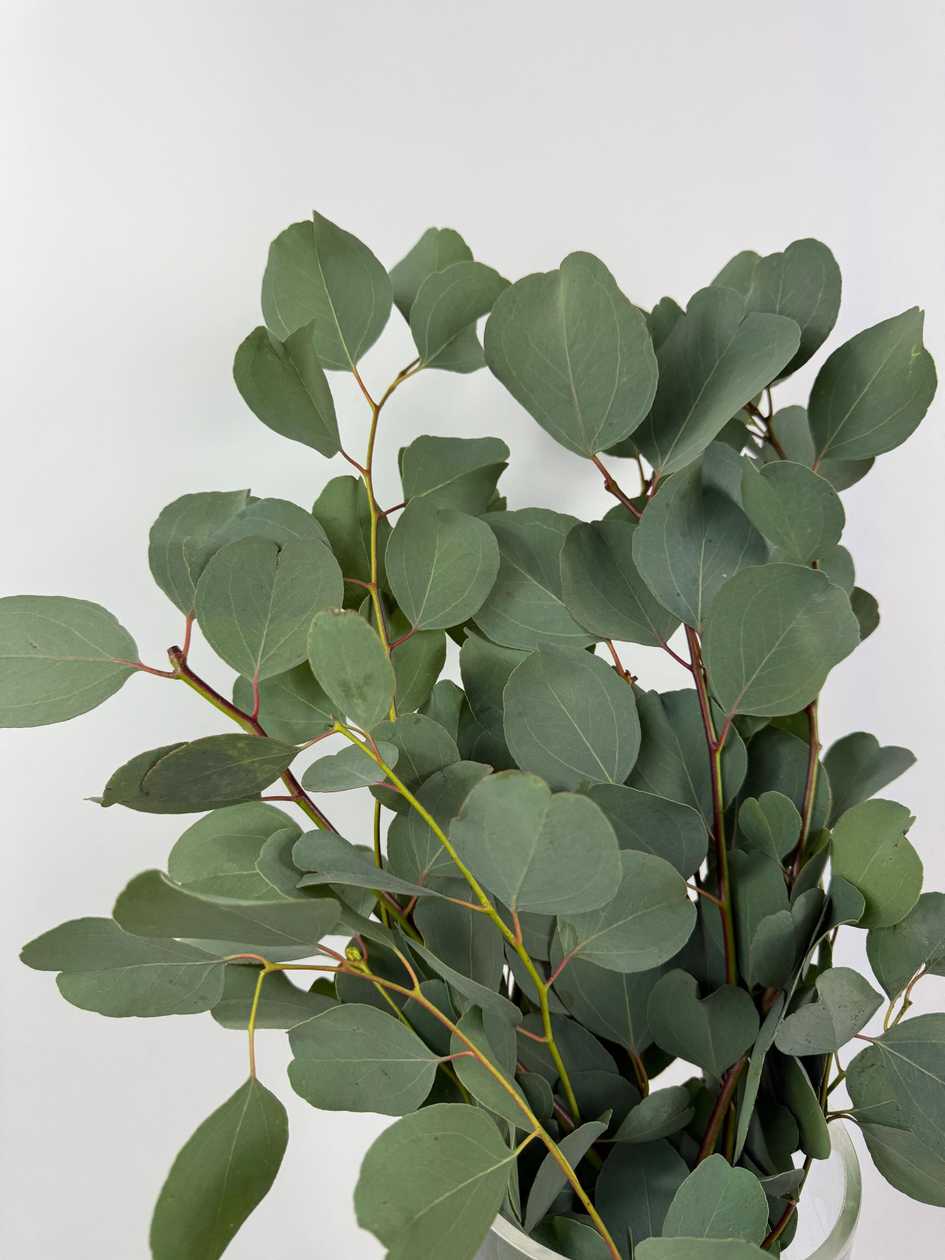 Eucalyptus GB