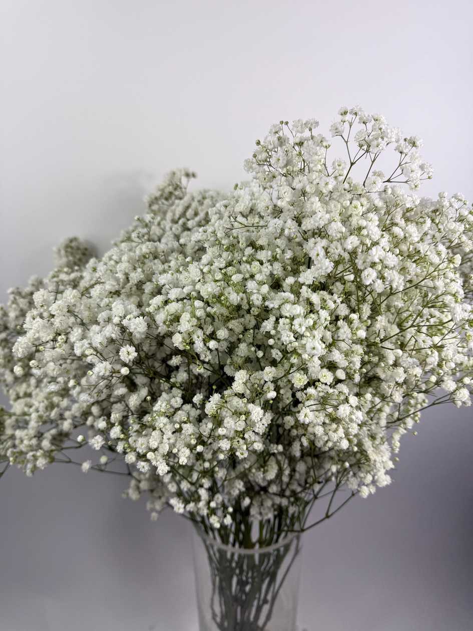 White Gypsophila GB