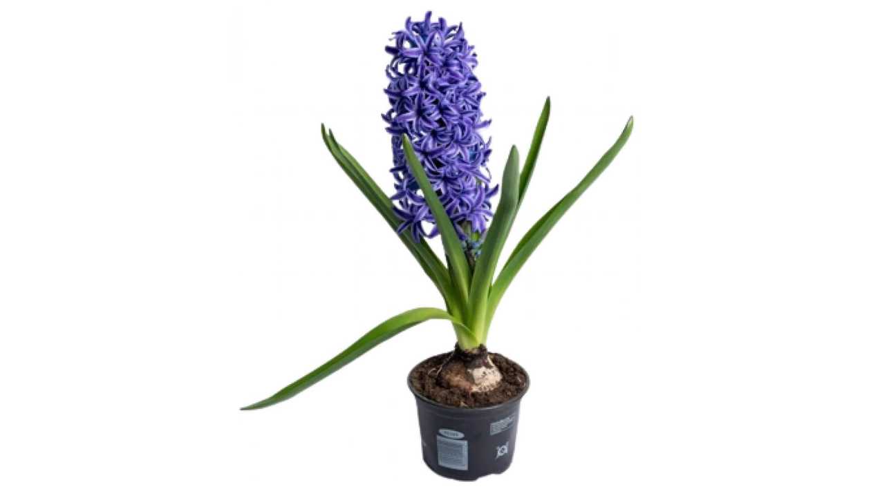 Potted Hyacinth