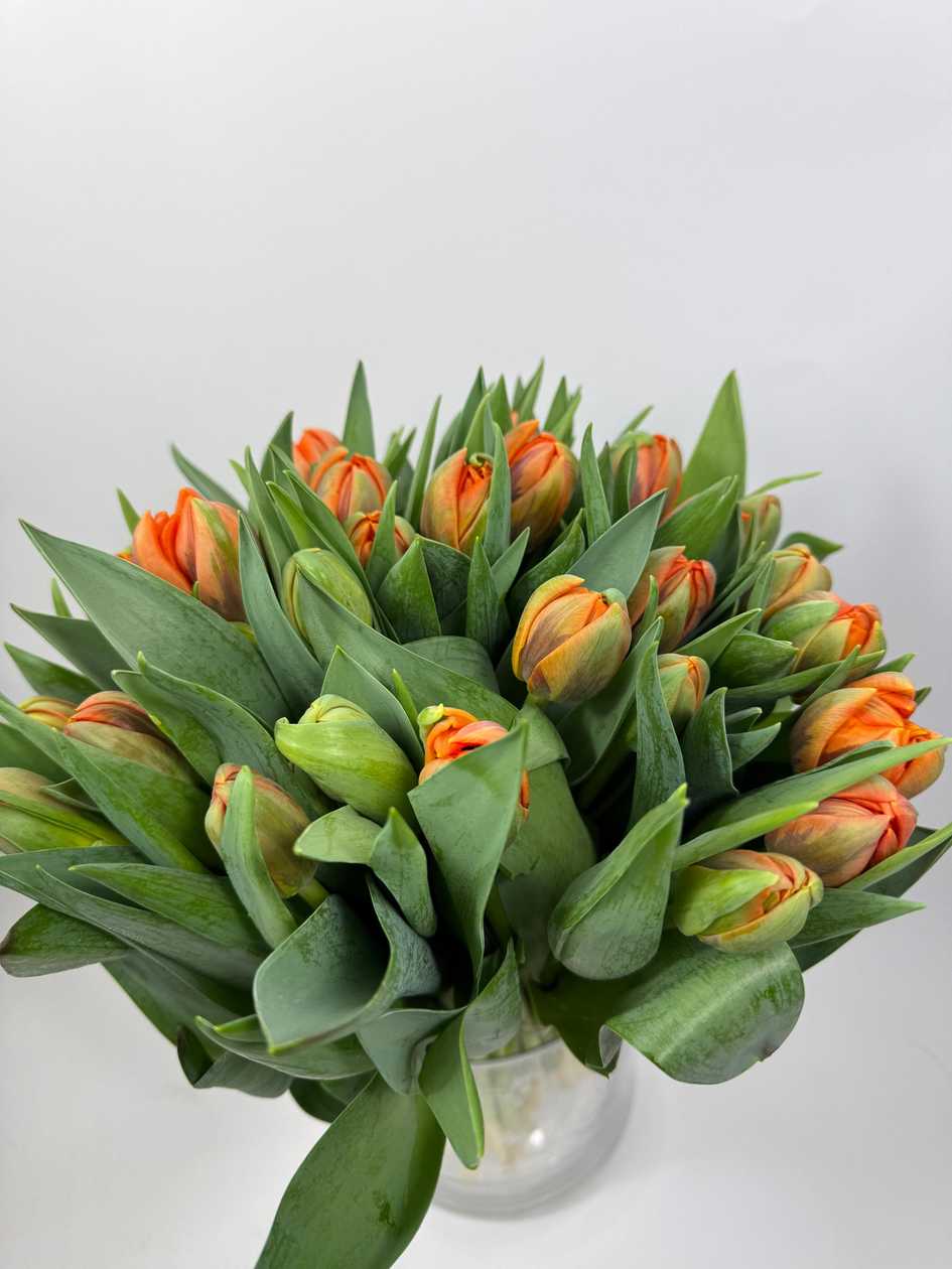 Orange Tulips