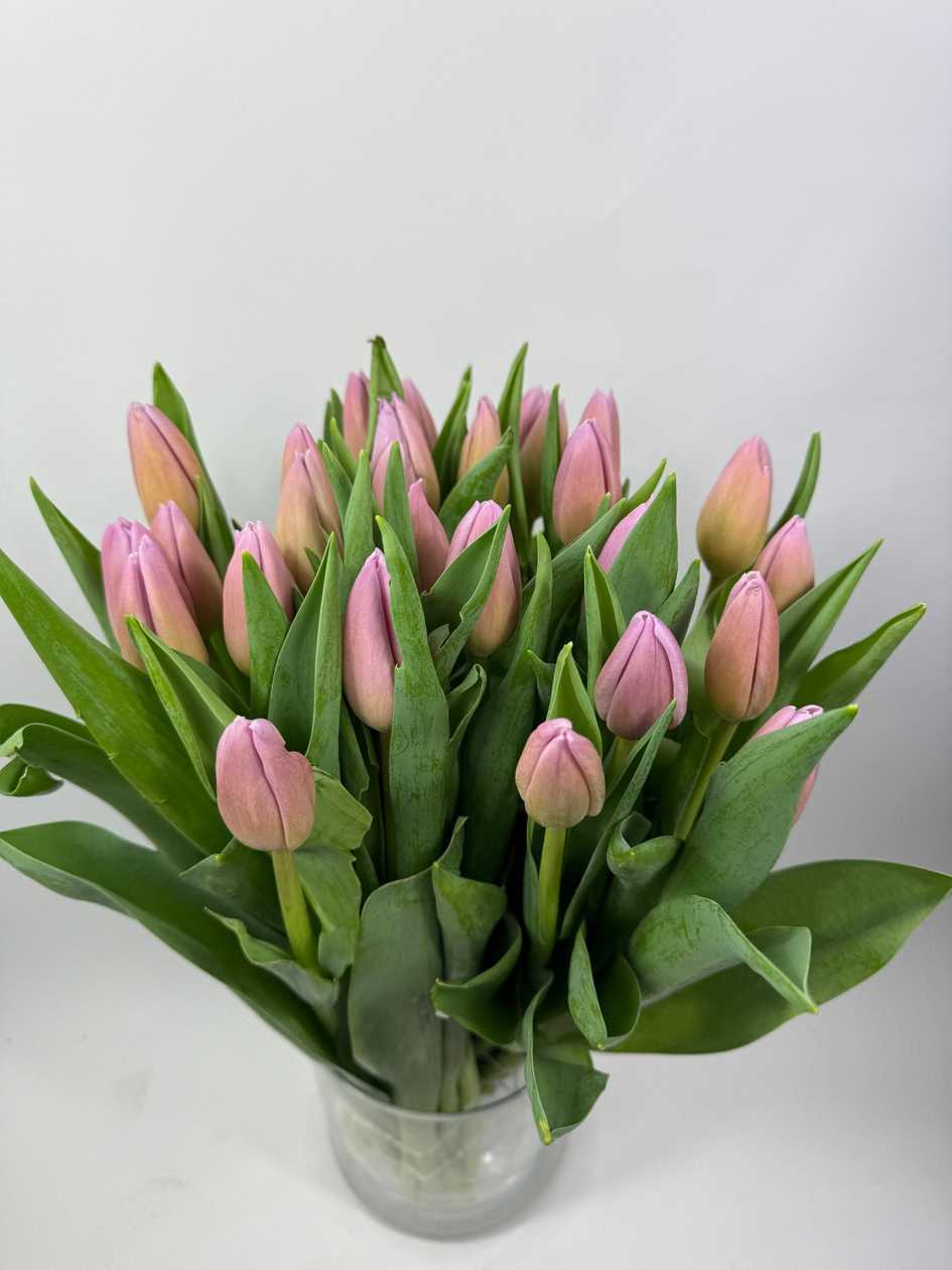 Dutch Lane Tulips