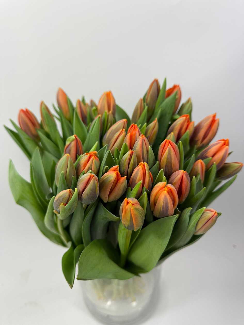 Princess Irene Tulips