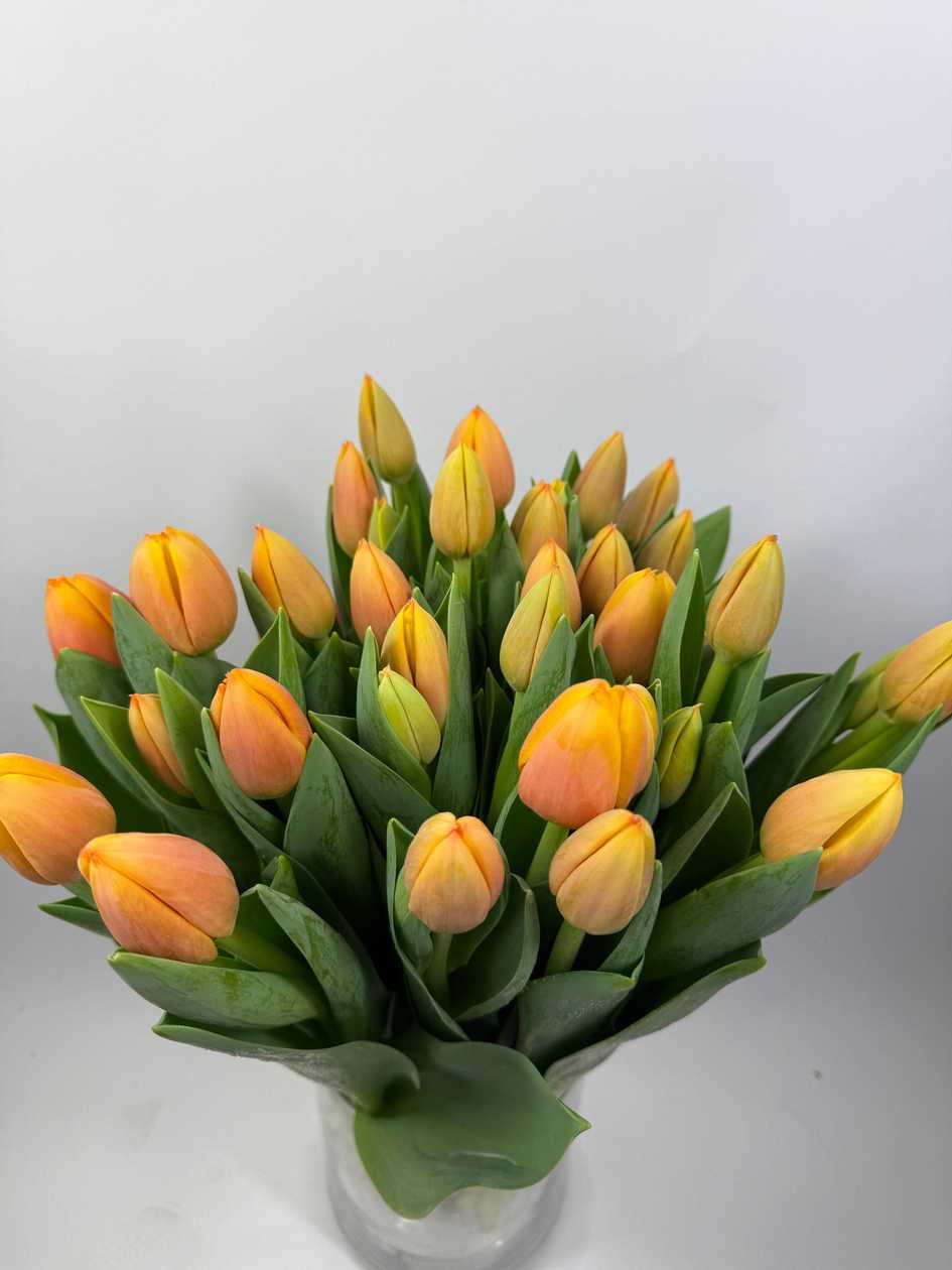 Peach Tulips