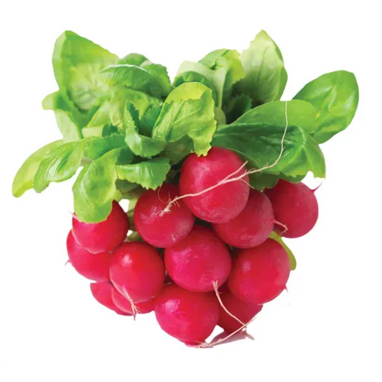 Ridichi rosii legatura