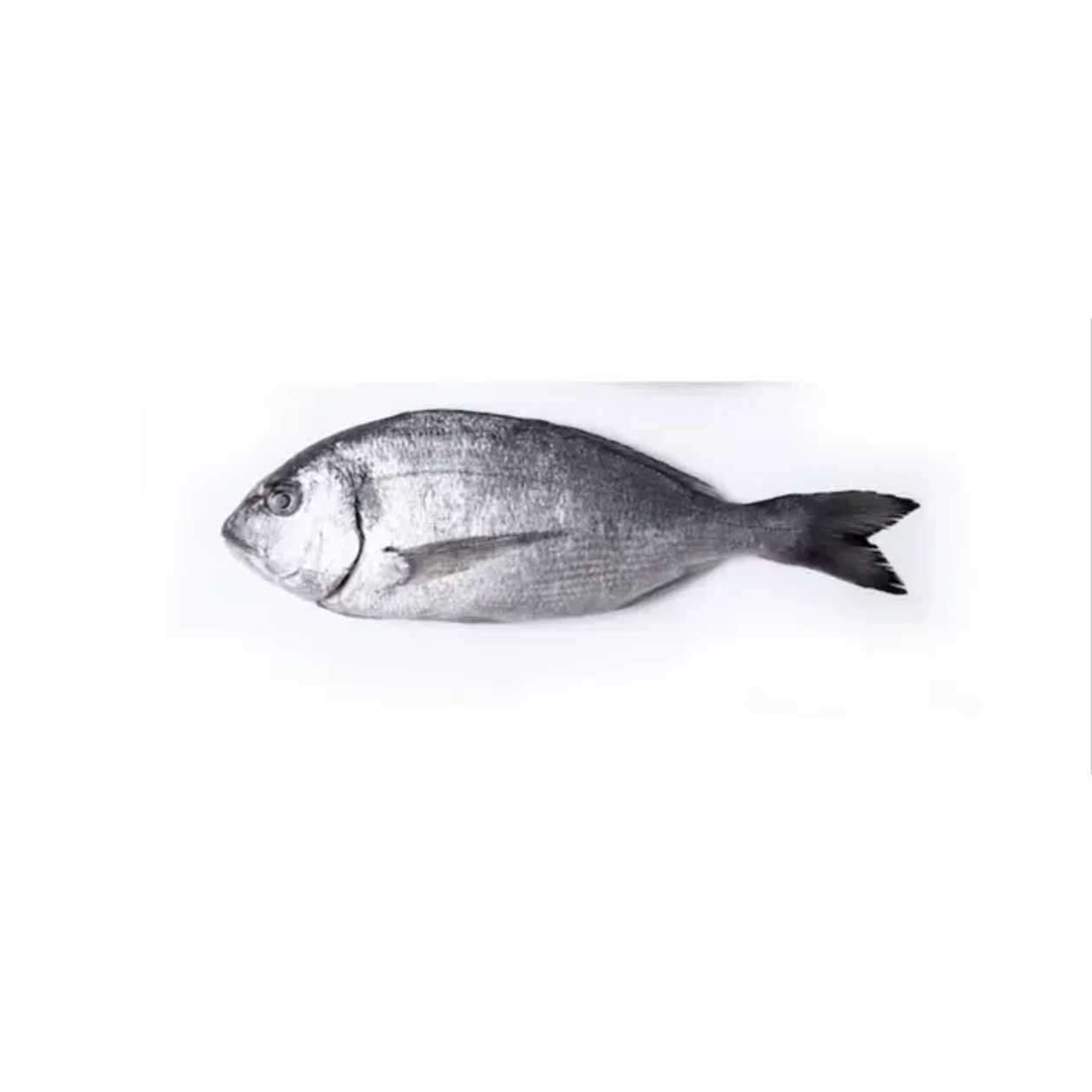 Dorada eviscerata kg 1 KG