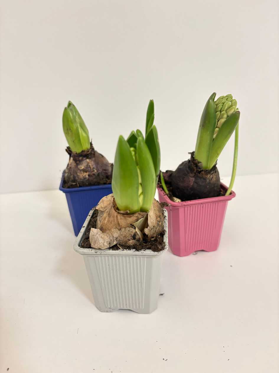 Hyacinth in a Pot Mix