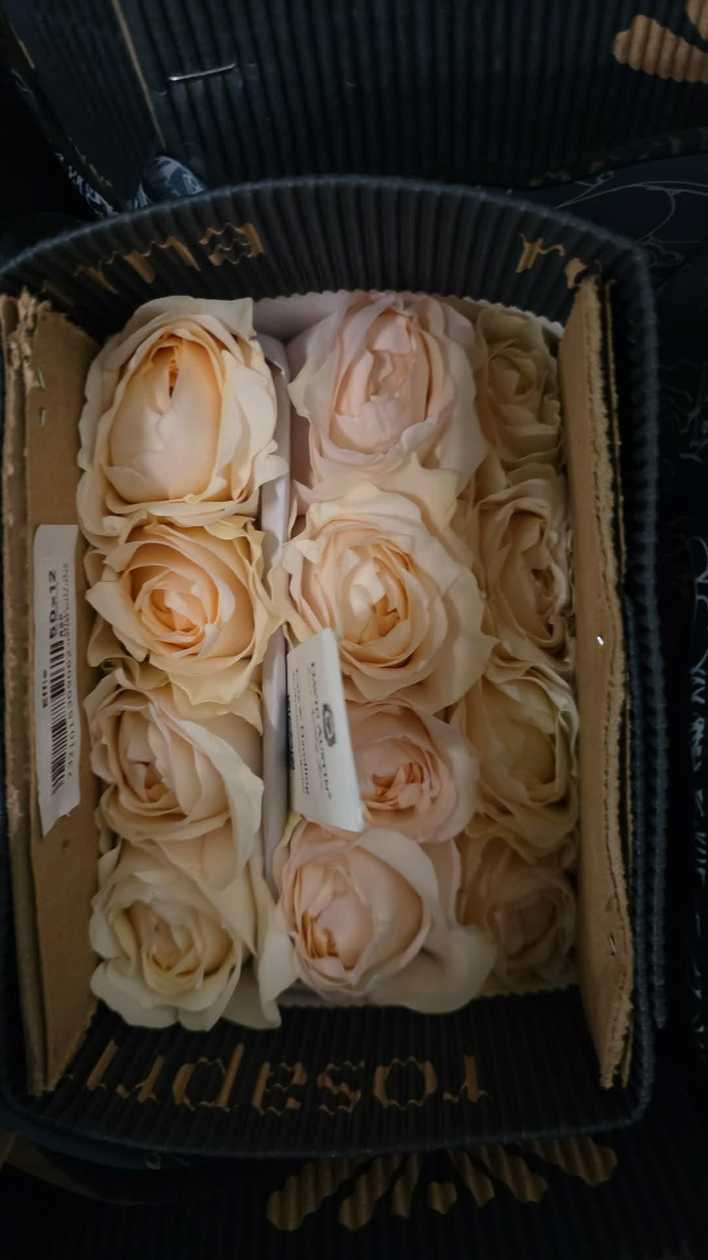 Ekvadorinės rožės (60–70 cm, 15 vnt.)
