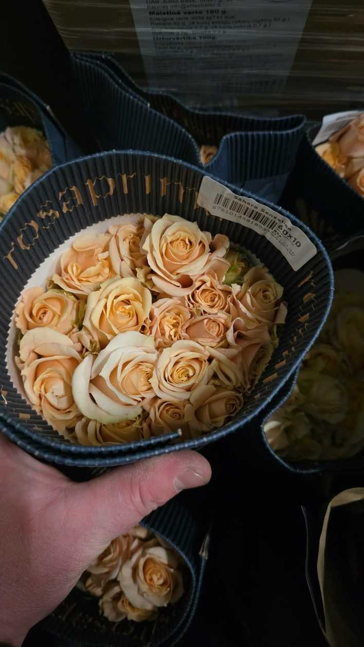 Ekvadorinės rožės (60–70 cm, 15 vnt.)