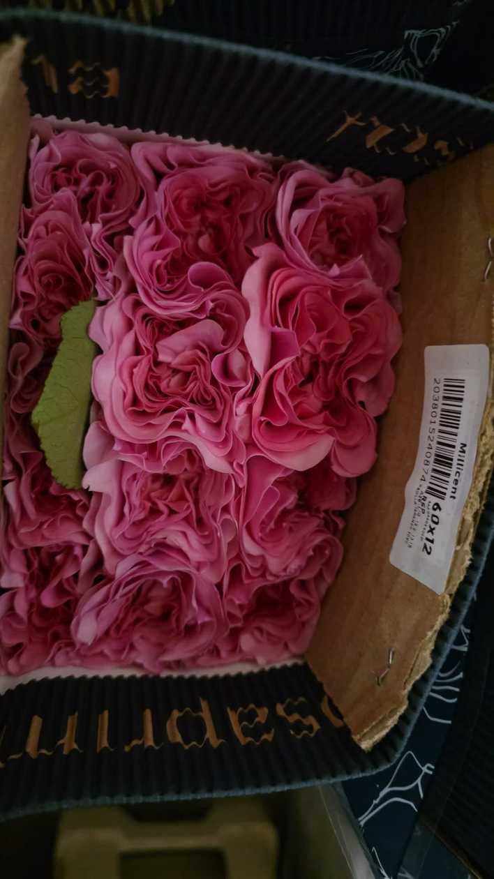 Ekvadorinės rožės (60–70 cm, 15 vnt.)