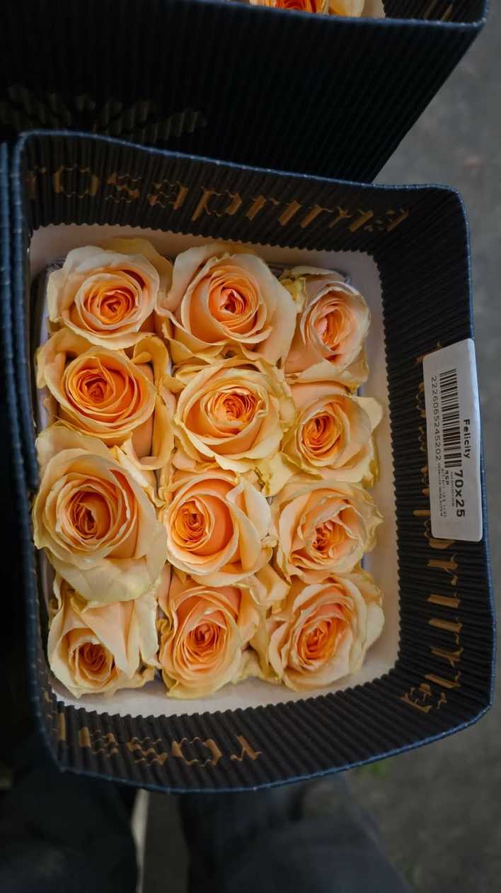 Ekvadorinės rožės (60–70 cm, 15 vnt.)