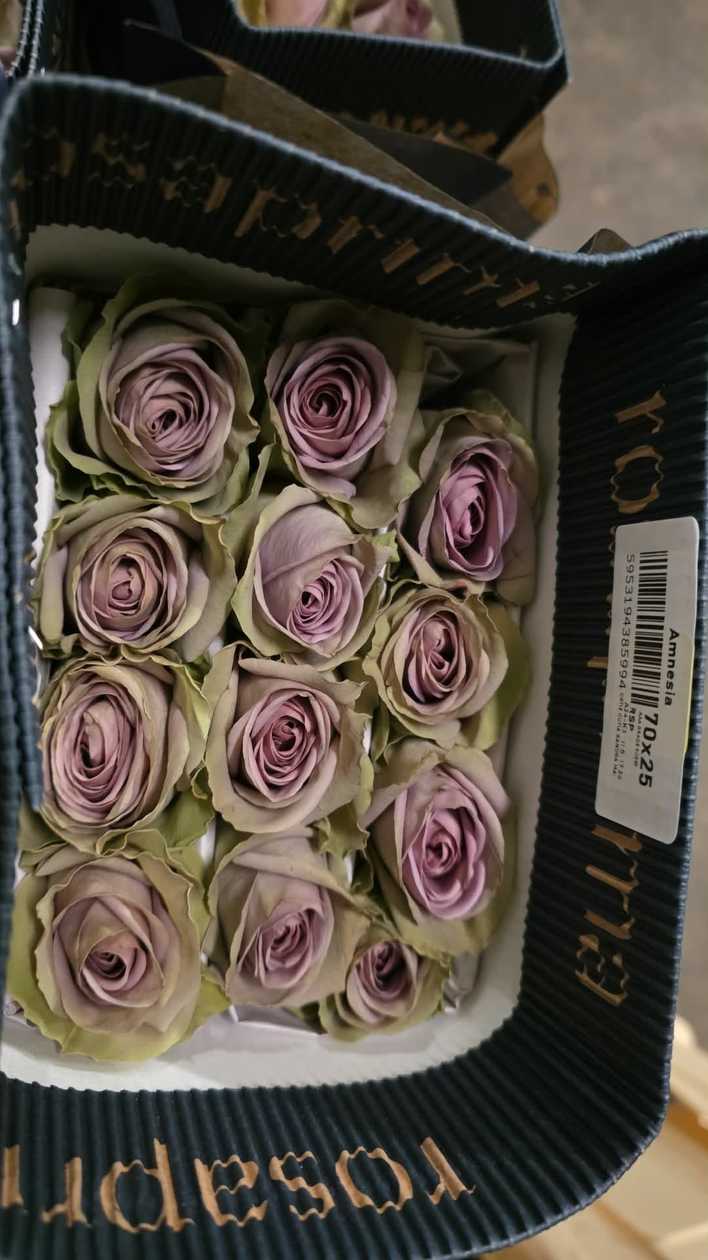 Ekvadorinės rožės (60–70 cm, 15 vnt.)
