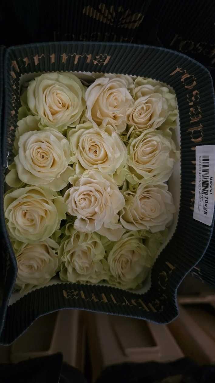 Ekvadorinės rožės (60–70 cm, 15 vnt.)