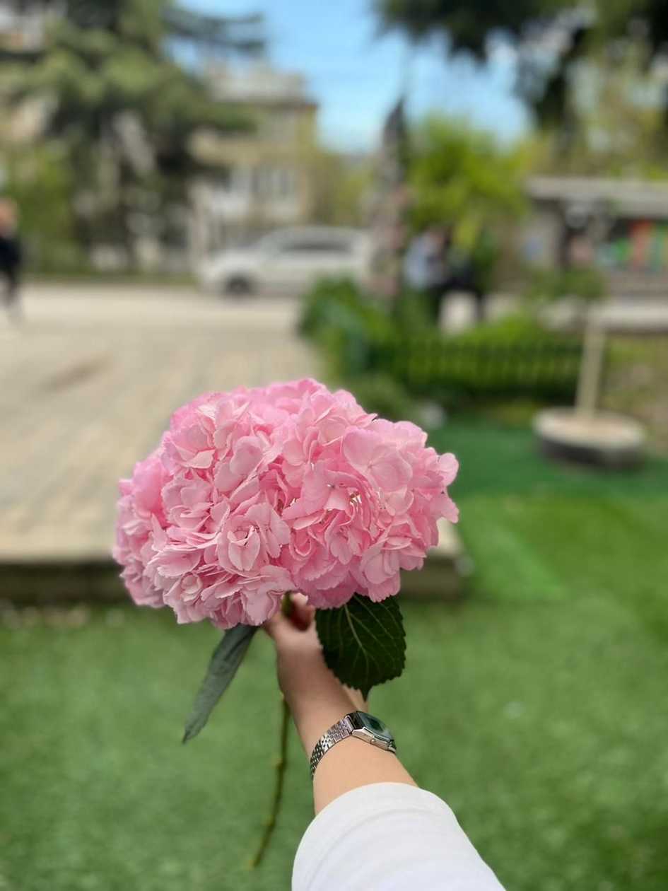 Pink Hydrangea
