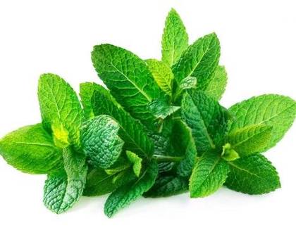 Mint 1 Bunch