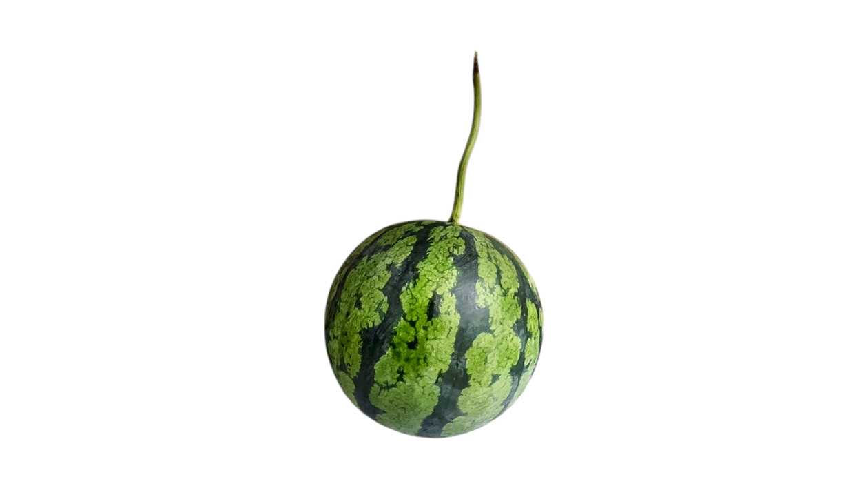 Seedless watermelon red 2.4-2.6 Kg