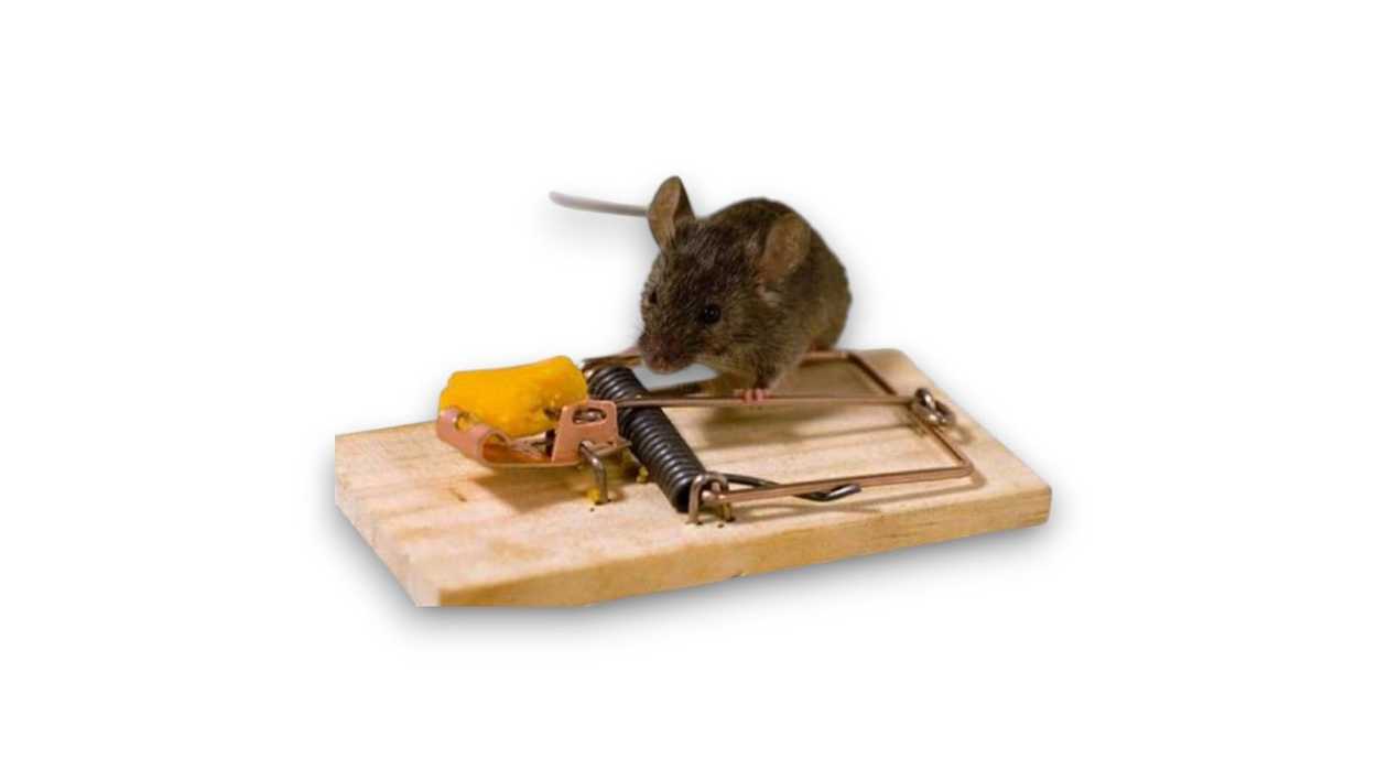 Mouse Trap, 1111111111567