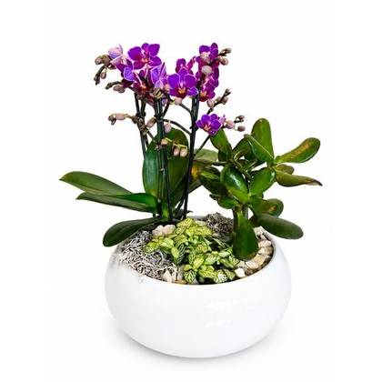 Orchid Harmony