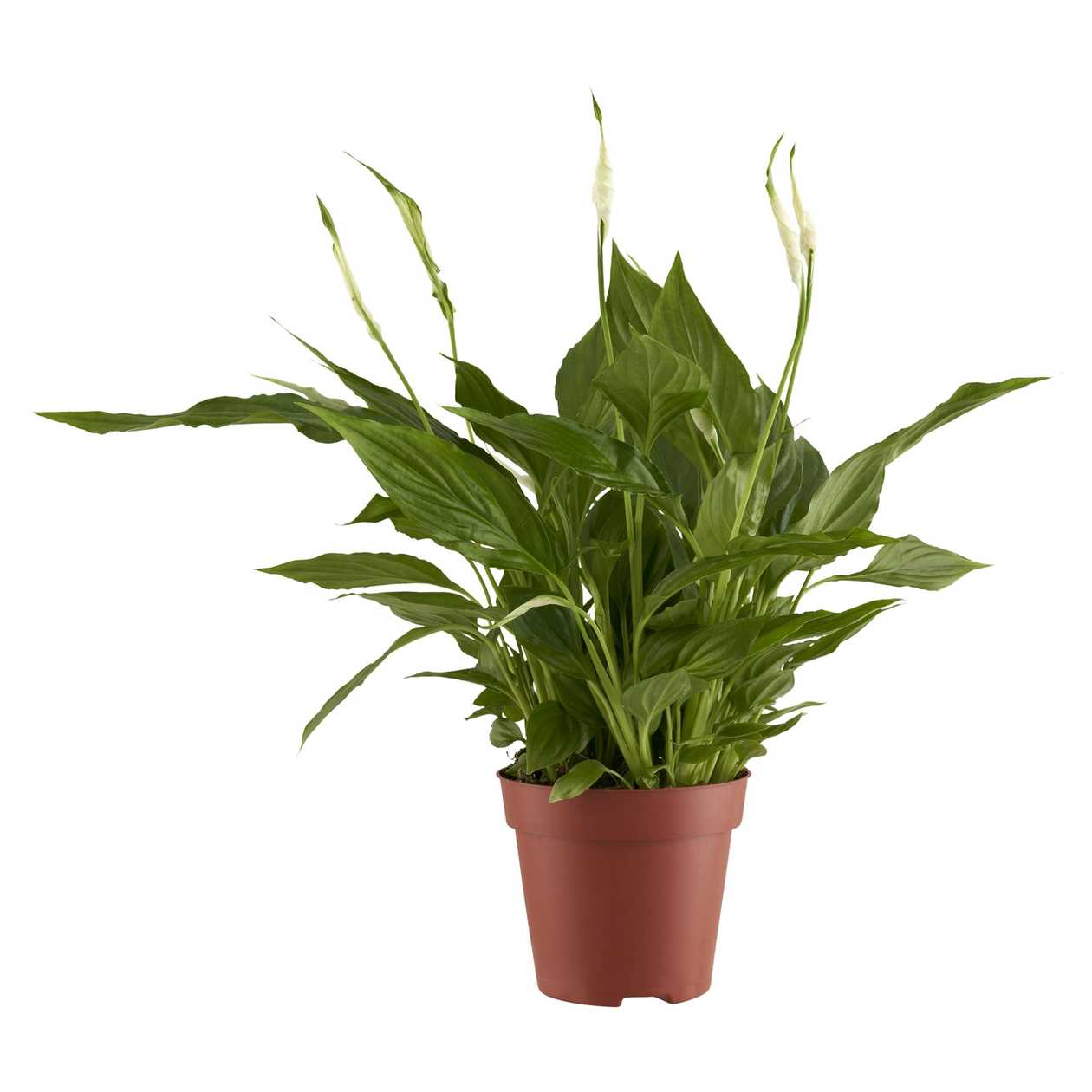 Large Flowering Mix C12