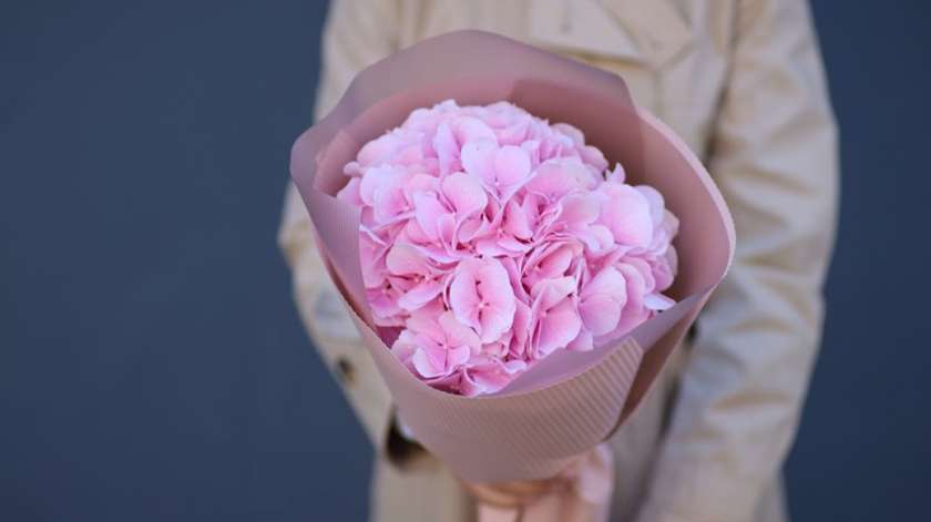 Hortensia (1 tk)