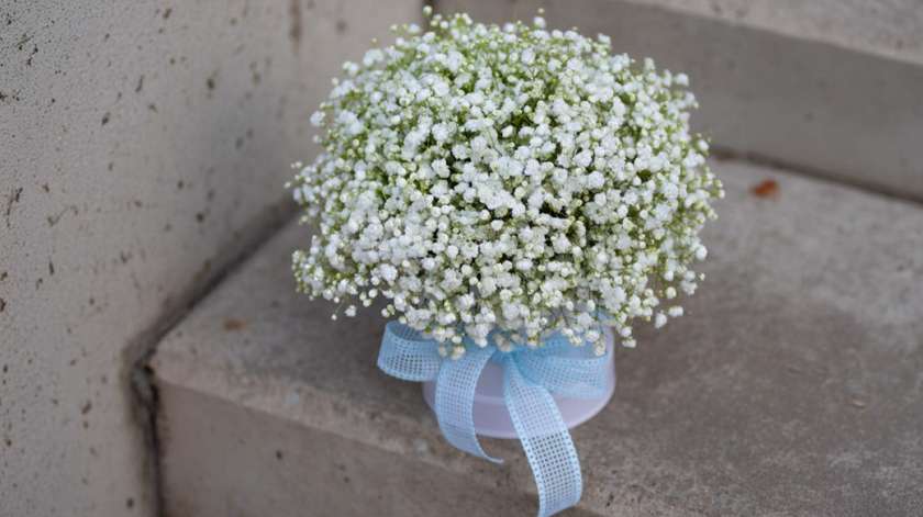 karp gypsophila-ga (valge)
