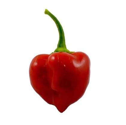 Habanero Hot Pepper Red Mix 100g