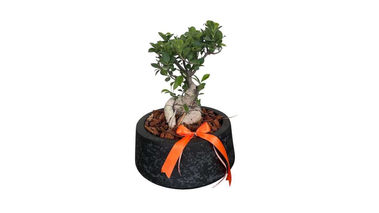 Ficus Bosnsai σε γλαστρα fiber