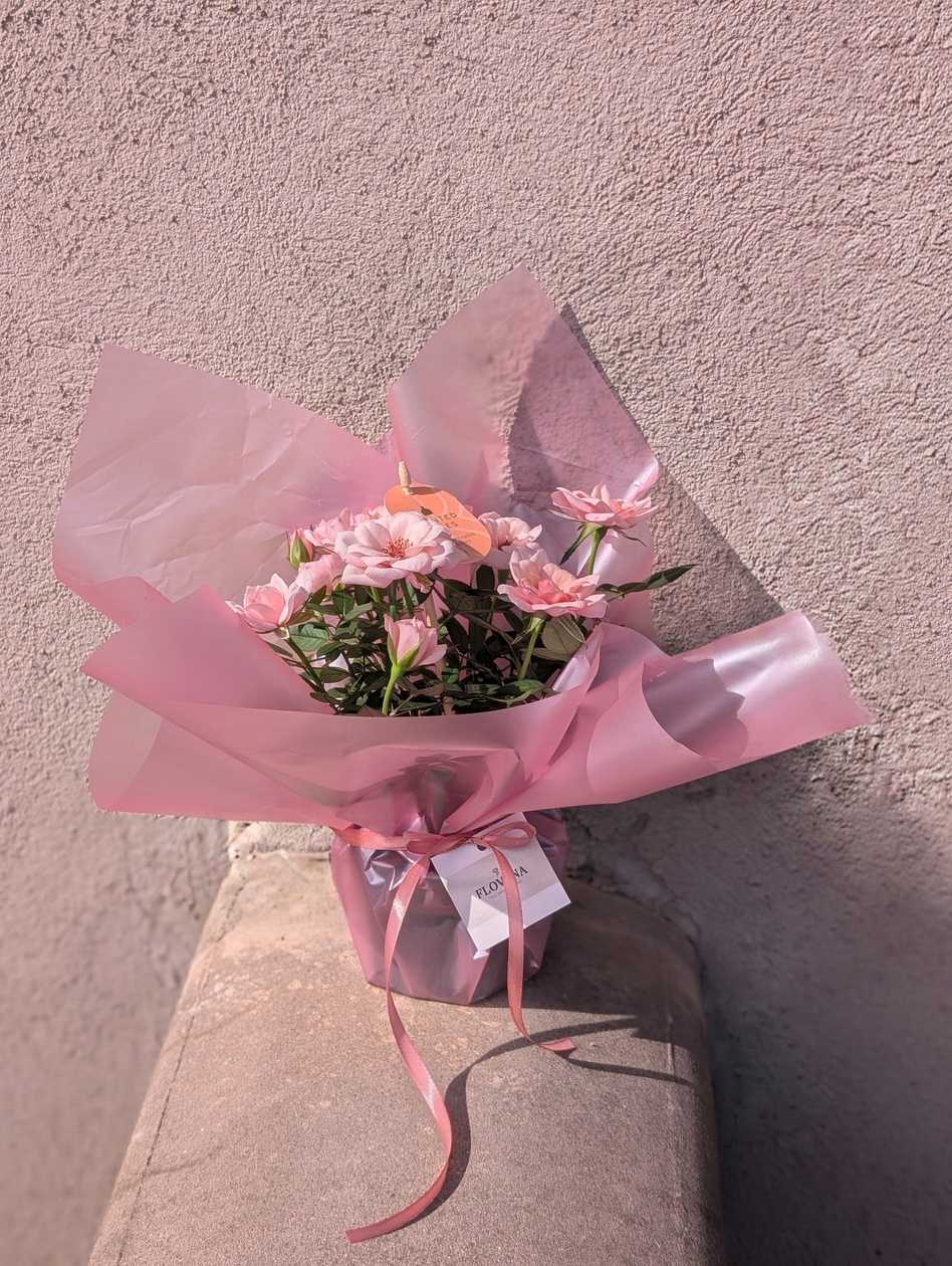 Pink roses in a pot