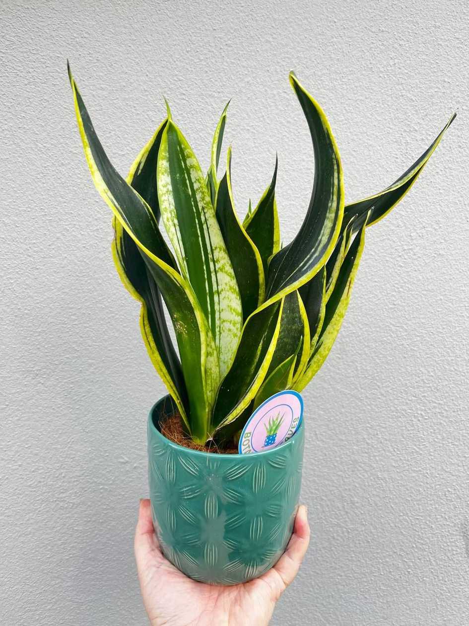 Sansevieria dekoratiivpotis