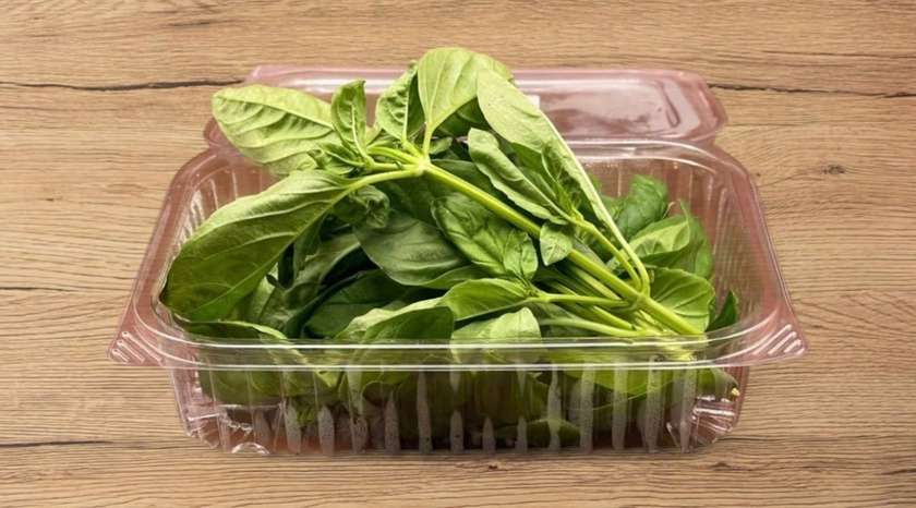 Green Basil