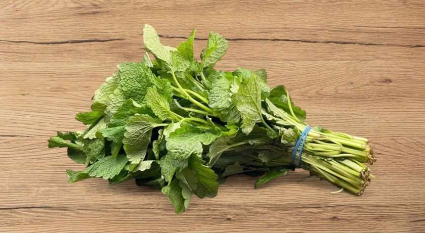 Lemon balm (melissa)